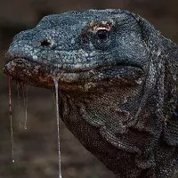 Avatar for SpitDragon